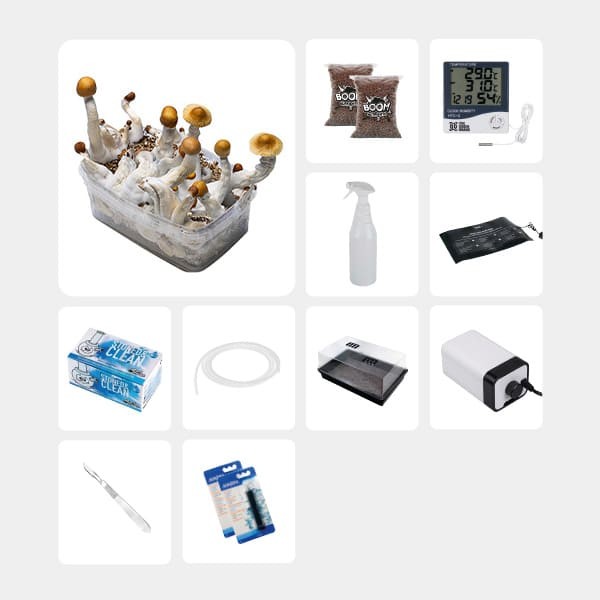 Kit complet pour études mycologiques Golden Teacher