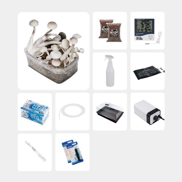 Kit complet pour études mycologiques Treasure Coast Albino