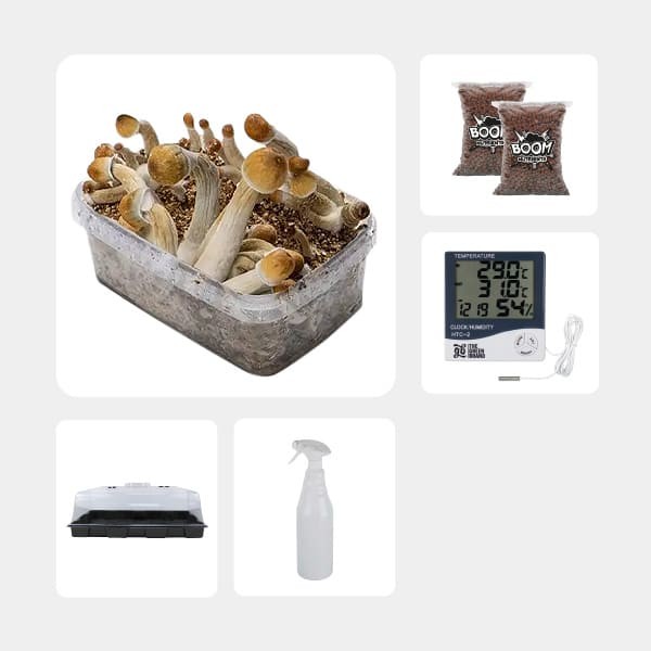 Kit de Culture de Champignons magiques économique mexicanas