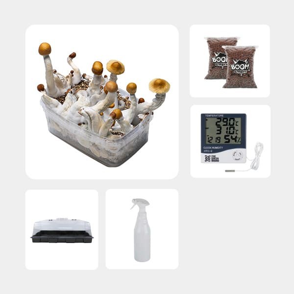 Kit de Culture de Champignons magiques économique Golden Teacher