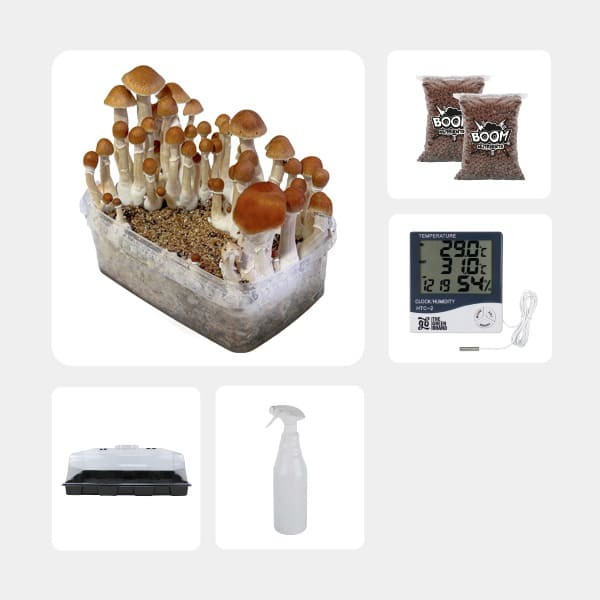 Kit de Culture de Champignons magiques économique Mckenaii