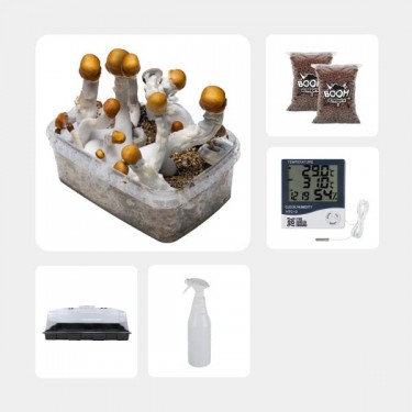 Kit de Culture de Champignons magiques économique B+