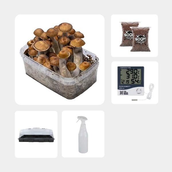 Kit de Culture de Champignons magiques économique Mazatapec