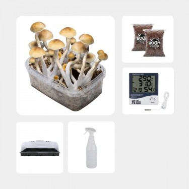 Kit de Culture de Champignons magiques économique Thai
