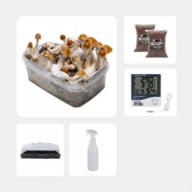 Kit de Culture de Champignons magiques économique Amazonian