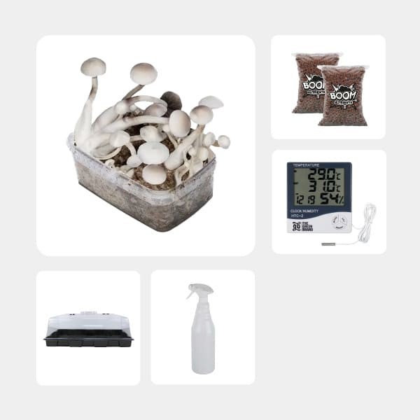 Kit de Culture de Champignons magiques économique Treasure Coast Albino