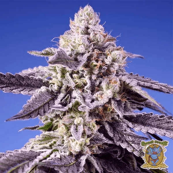 Permanent Jealousy XL Auto