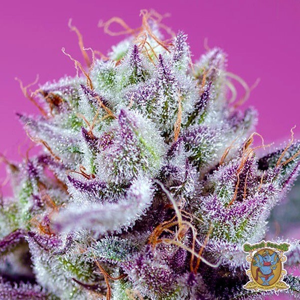 Diablo's Delight XL Auto