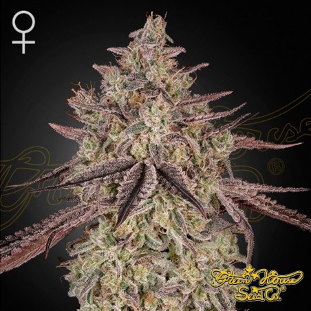 Skywalker Auto