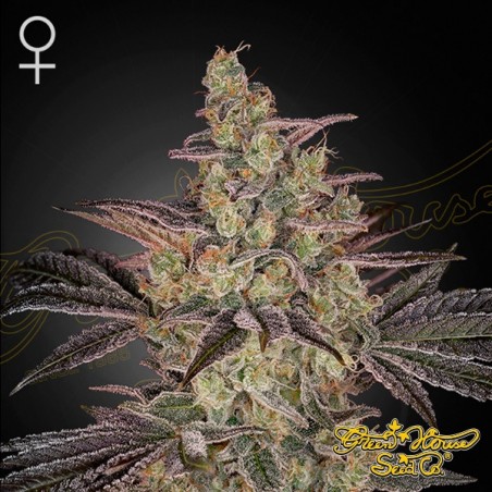 Frosted Guava Auto