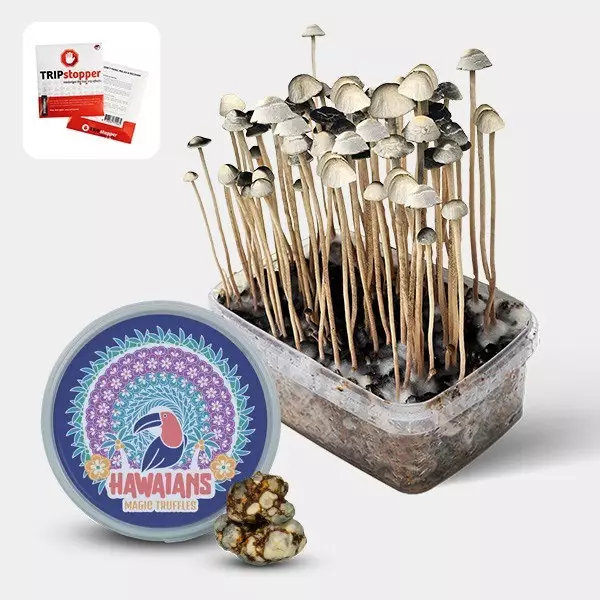 Voir Kit Aloha Hawaii - GB The Green Brand