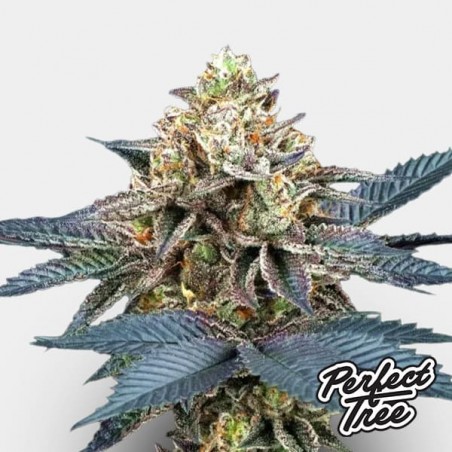 Picchu Picchu de Perfect Tree
