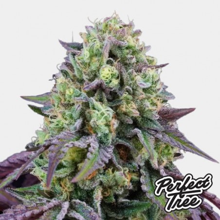 Rainbow Triangle de Perfect Tree