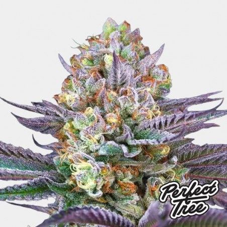 Tropic’Ozz de Perfect Tree