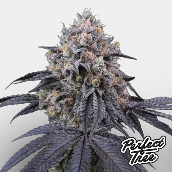 Peach Clouds de Perfect Tree