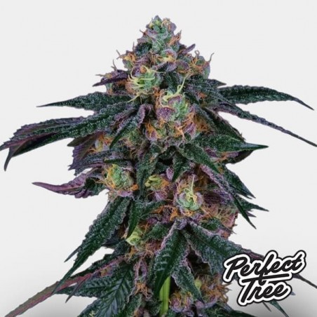 Midnight Sunset de Perfect Tree