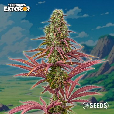 The Mother Plant (Édition limitée)