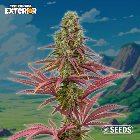 The Mother Plant (Édition limitée)