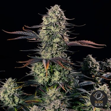 Alien Gas XXL Auto de Silent Seeds 🛸 - GB The Green Brand