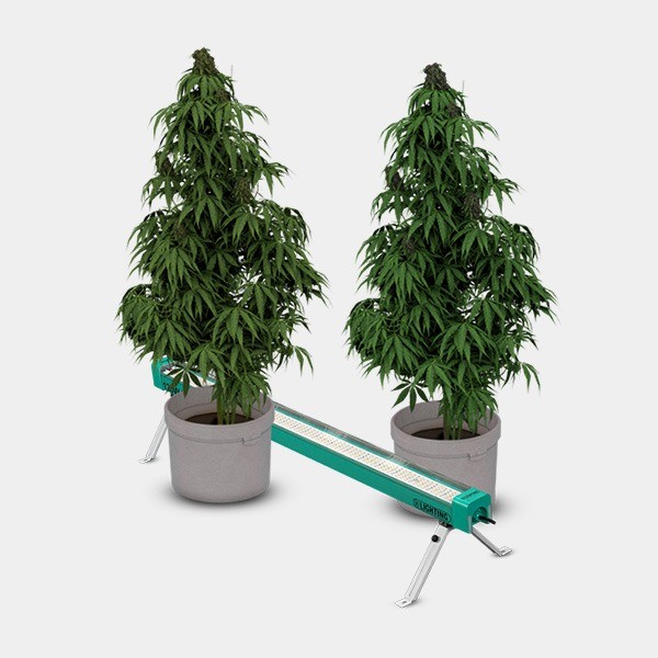 LED Under Canopy 120W PRO GB Lighting détail plantes fonctionnement