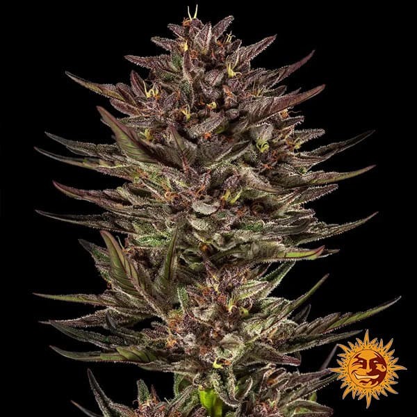 Frosted Zinn x Cookie Dog Auto