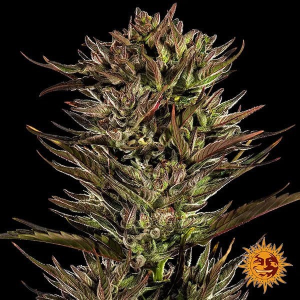 Voir Thin Mint x Sour Pinot Auto