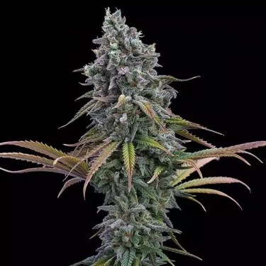 Space Queen XX de Brothers Grimm - GB The Green Brand