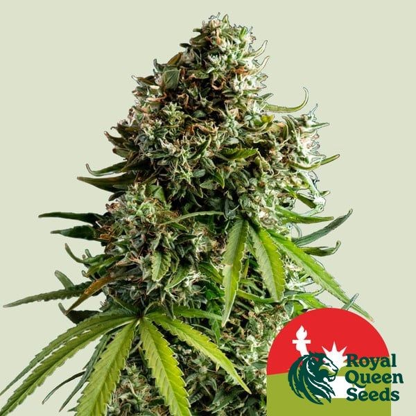 Voir NYC Sour D Auto - Tyson 2.0 x RQS - GB The Green Brand