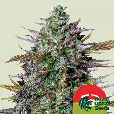 GOAT'lato Auto - Tyson 2.0 x RQS - GB The Green Brand