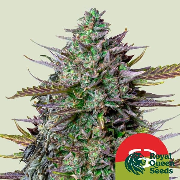 Voir GOAT'lato Auto - Tyson 2.0 x RQS - GB The Green Brand