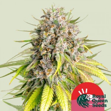 Punch Pie - Tyson 2.0 x RQS