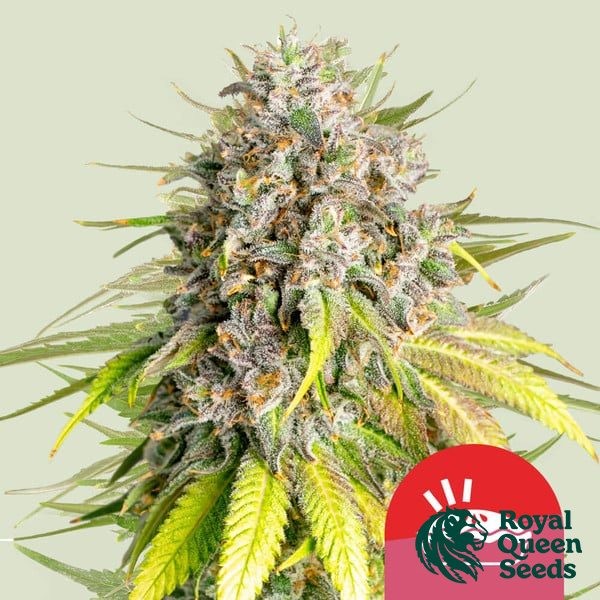 Voir Punch Pie - Tyson 2.0 x RQS