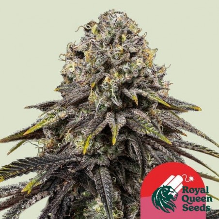 Dynamite Diesel - Tyson 2.0 x RQS - GB The Green Brand