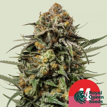 Gelato 44 - Tyson 2.0 x RQS - GB The Green Brand