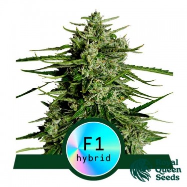 Titan F1 Auto - Royal Queen Seeds -  GB The Green Brand
