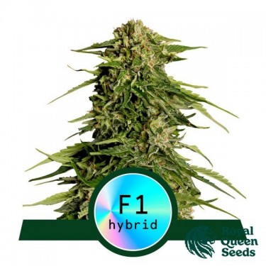 Epsilon F1 Auto de Royal Queen Seeds - GB The Green Brand