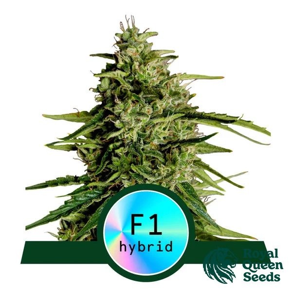 Voir Milky Way F1 Auto de Royal Queen Seeds -  GB The Green Brand