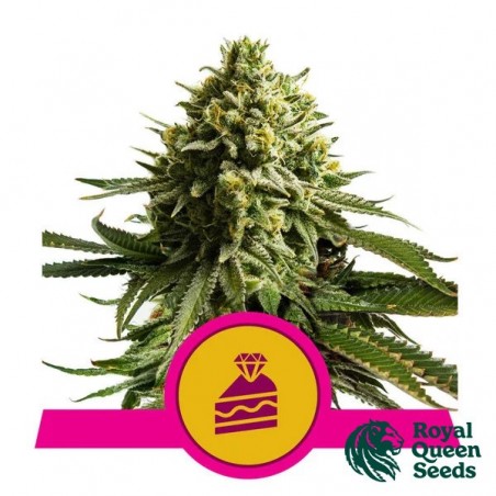 Wedding Cake - Royal Queen Seeds - GB The Green Brand