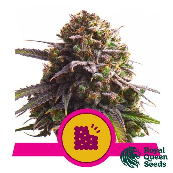 Voir Biscotti - Royal Queen Seeds