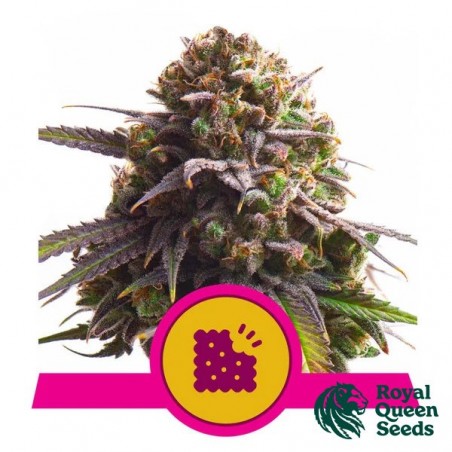 Biscotti - Royal Queen Seeds