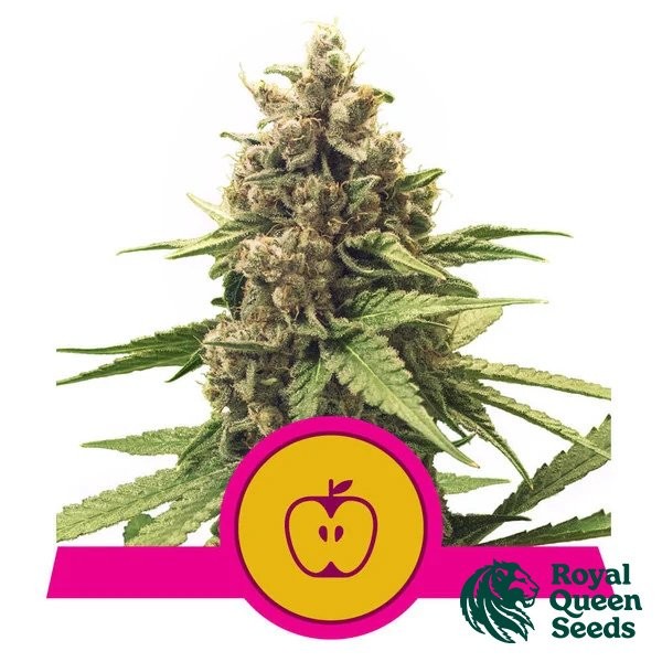 Voir Apple Fritter Royal Queen Seeds - GB The Green Brand