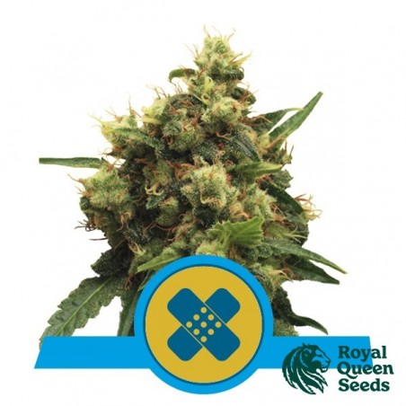 Painkiller XL CBD de Royal Queen Seeds - GB The Green Brand
