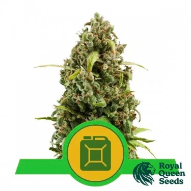 Diesel Automatic de Royal Queen Seeds - GB The Green Brand