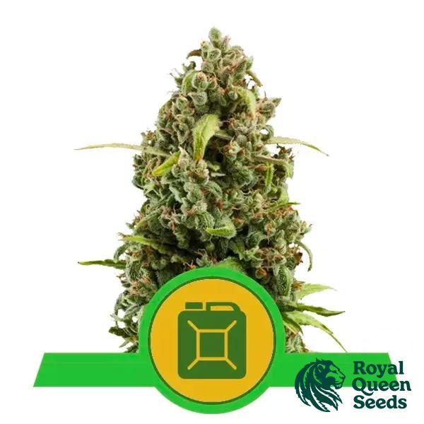 Voir Diesel Automatic de Royal Queen Seeds - GB The Green Brand