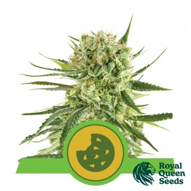 Graines Royal Cookies Automatic - GB The Green Brand