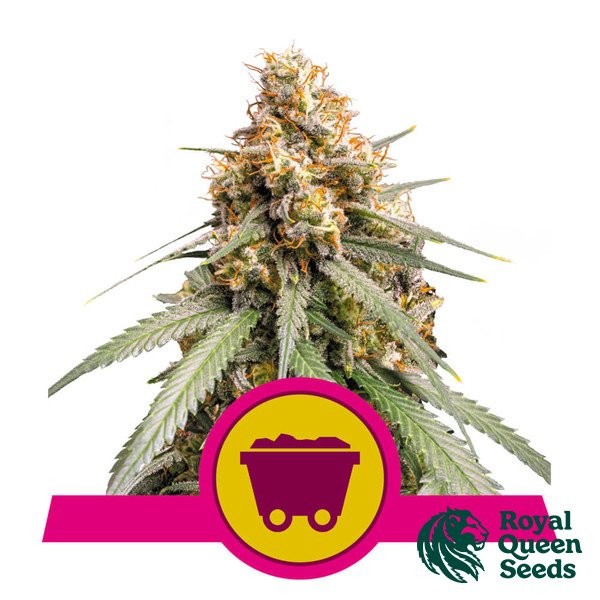 Voir Shining Silver Haze de Royal Queen Seeds - Grow Barato
