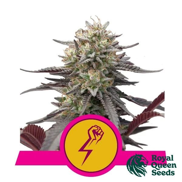 Voir Green Crack Punch Royal Queen Seeds - GB The Green Brand