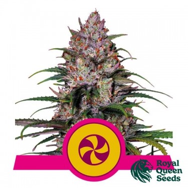 Sweet ZZ de Royal Queen Seeds - GB The Green Brand
