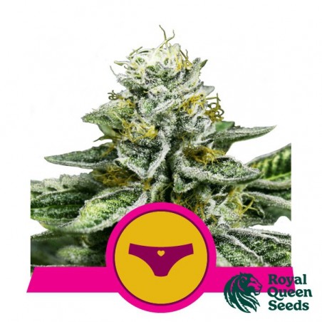 Graines féminisées Sherbet Queen - GB The Green Brand