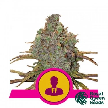 El Patron graines de Royal Queen Seeds - GB The Green Brand